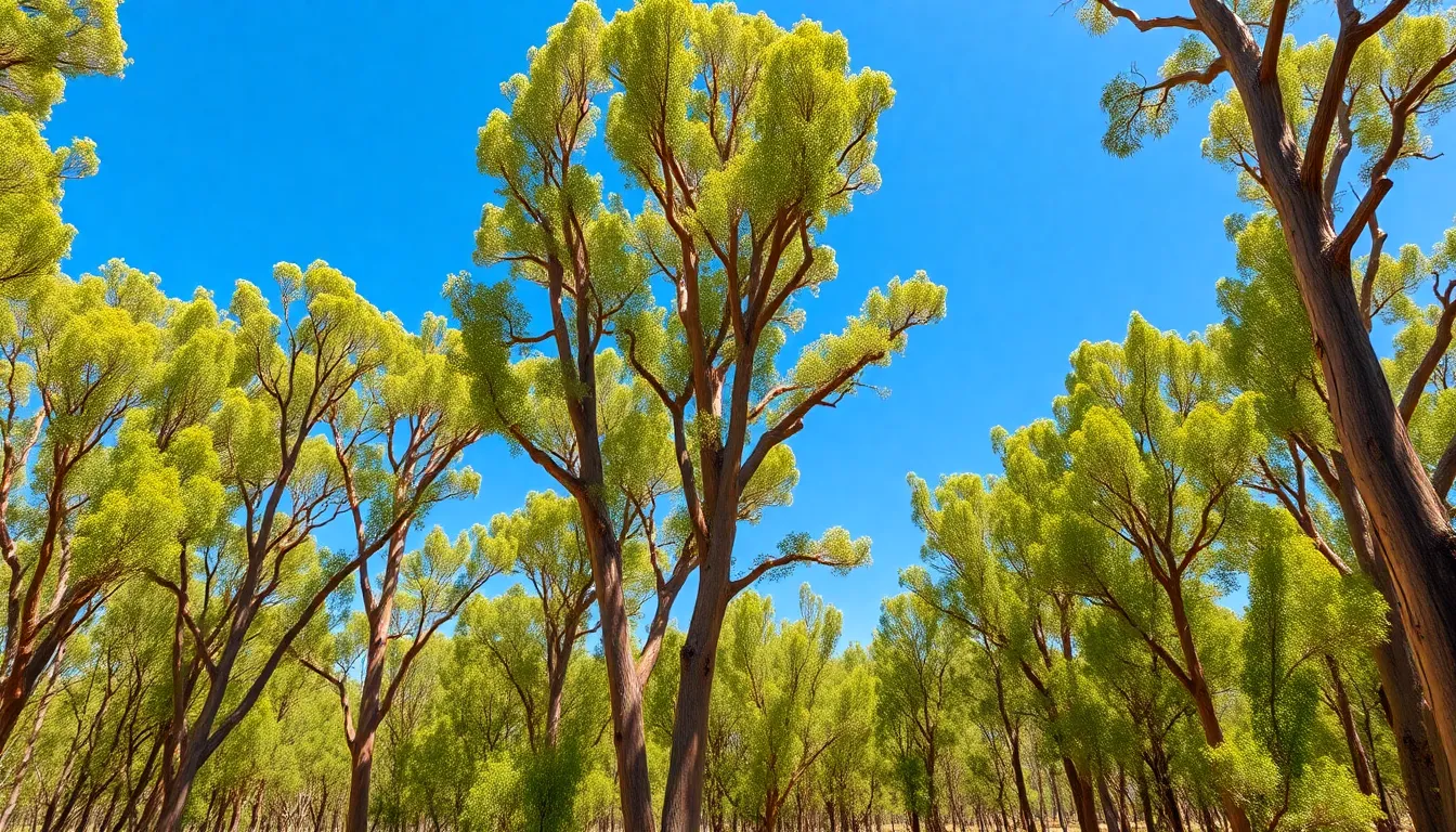 Acacia Wood: Origins, Sustainability, and Why It's Perfect for Your Home 2 Acacia Wood: Origins, Sustainability, and Why It's Perfect for Your Home 1